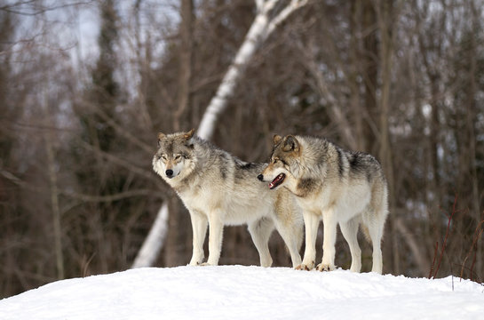 Two Timber wolves or grey wolves (Canis lupus) standing on a rocky cliff on an wintery day in Canada
