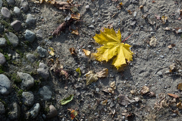 Autumn Park