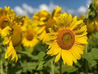 Fototapeta premium Plantation of sunflowers against the blue sky