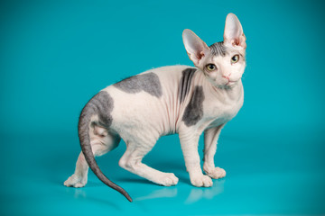 Don Sphinx cat on colored backgrounds