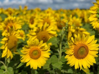 Plantation of sunflowers against the blue sky