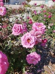 Roses, pink, pink rose, clusters, full bloom