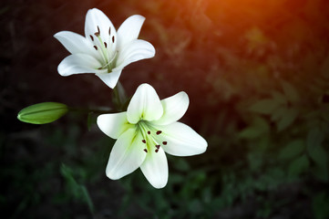 Fototapeta na wymiar Close-up of two white lilies with sunlight