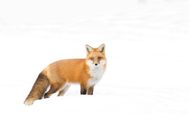Red fox (Vulpes vulpes) with a bushy tail hunting in the winter snow in Algonquin Park, Canada