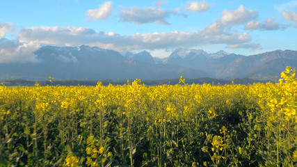 AERIAL: Young yellow vast oilseed rape blooming with mountains in background