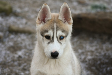 siberian husky welpe portrait