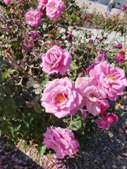 , rose, pink, nature, garden, flowers, blossom, roses, red, beauty, beautiful, floral, green, bouquet, plant, summer, petal, spring, love, leaf, flora, bloom, color, gardening