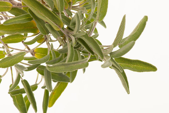 Green sage leaves  osolated over white background