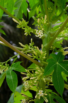 papaye01