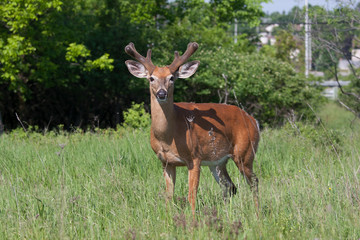 White-tailed deer buck with velvet antlers in springtime neighbourhood meadow  in Canada