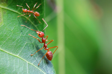 Red ant (Oecophylla smaragdina),Action of ant on a green leaves.