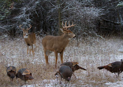 Fototapeta Two White-tailed deer buck standing in the winter snow with wild turkeys in Canada
