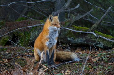 Red fox (Vulpes vulpes) in pine tree forest with a bushy tail sitting in the forest in Algonquin Park , Canada in autumn