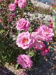 flower, rose, pink, nature, garden, flowers, roses, blossom, beauty, floral, plant, green, red, beautiful, bouquet, flora, petal, spring, bloom, color, summer, love, leaf, natural, white