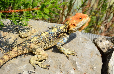 lizard on rock
