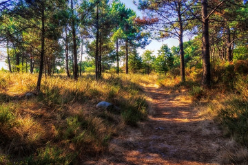 Forest pathway