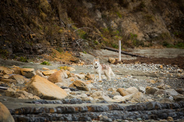Image of prideful Beige and white Siberian Husky dog standing on the pebble beach