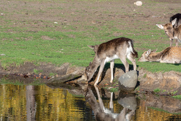 Rehe
