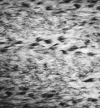 Texture of leopard skin background. black and white photo