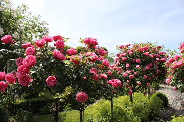 beautiful row of  little trees with pink flowering roses in the garden in summer
