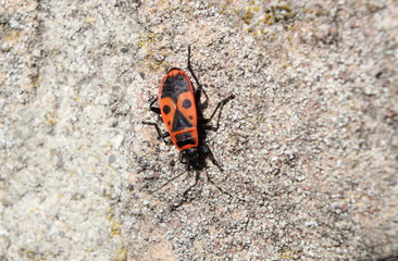a red firebug closeup walks in a vegetable garden