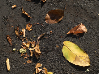 Gifts Below Our Feet