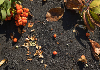 Gifts Below Our Feet