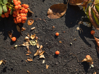 Gifts Below Our Feet