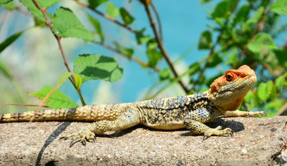 lizard on a rock