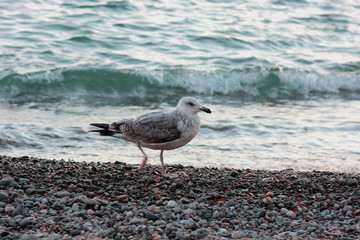 sea gull at the sea shore