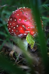 mushroom,rot, giftpilz, natur, wald, pilz, herbst, giftig, wulstlinge, gift, fliege, fliegenpilz,...