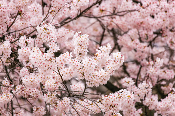 벚꽃