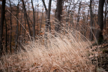 Fototapeta premium wald