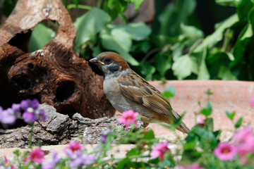 Eurasian tree sparrow (Passer montanus) 