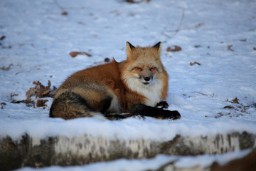 Red fox (Vulpes vulpes)