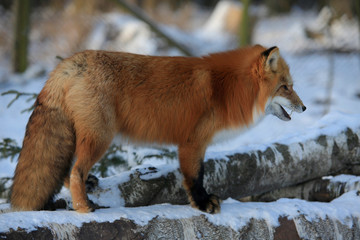 Obraz premium Red fox (Vulpes vulpes)