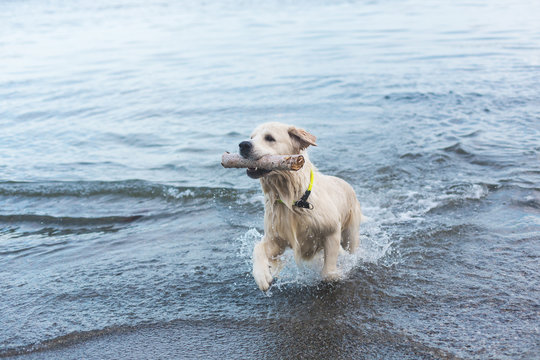 Image of a funny dog breed golden retriever has fun on the beach after swimming with the stick