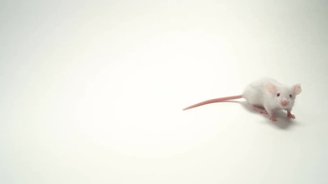 white laboratory rat isolated on white background