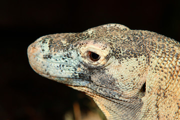 Komodo dragon  (Varanus komodoensis), 
