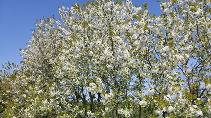 blühender Baum
