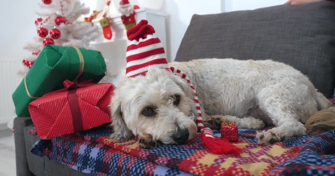 Dog with Christmas hat laying on sofa