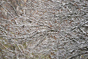 Repetitive symmetric tree branches in the snow in the park.
