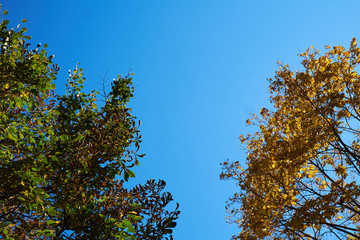 trees branches yellow and green background sky