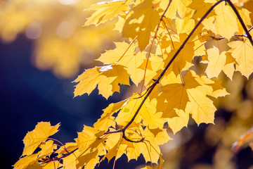 Autumn background-yellow maple leaves in the city Park 