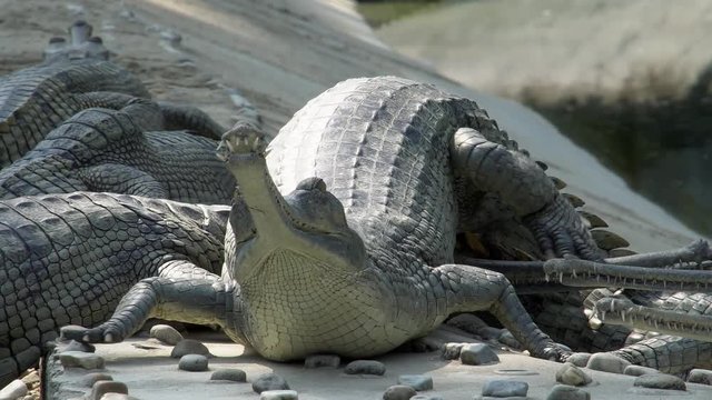 Gharial crocodile (Gavialis gangeticus), also known as the Gavial in Breeding Center