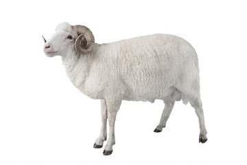 white ram isolated