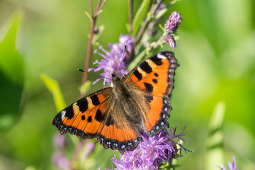 Lepidoptera, or butterflies (Lepidotera), are so attractive creatures that even people who dislike insects treat them favorably. summer 2018 Russia