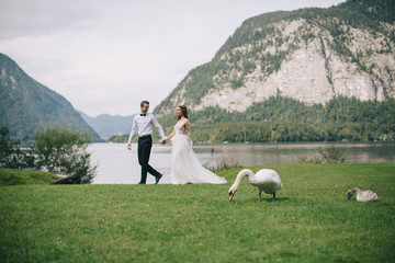 Fototapeta premium A wedding couple posing near a swans on the background lake and mountains in the fairy-tale town of Austria, Hallstatt.