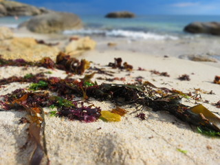 plage bretagne algue