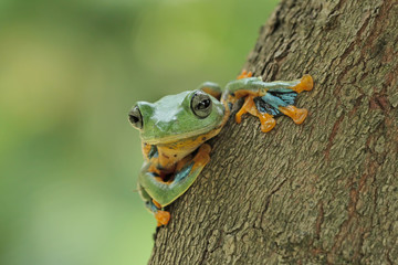 green tree frog, flying frog, java frog